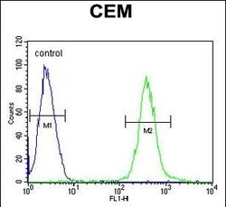 Invitrogen ATP8B2 Polyclonal Antibody 400 &mu;L; Unconjugated:Antibodies,