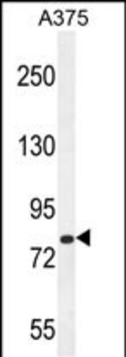 Invitrogen WDPCP Polyclonal Antibody 400 &mu;L; Unconjugated:Antibodies,