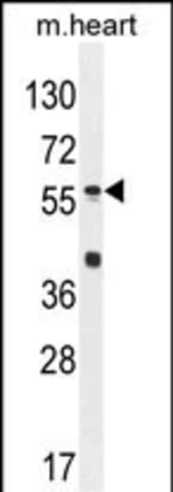 Invitrogen SP8 Polyclonal Antibody 400 &mu;L; Unconjugated:Antibodies,