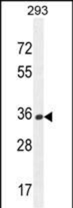 Invitrogen OR10H1 Polyclonal Antibody 400 &mu;L | Buy Online | Invitrogen&trade; | Fisher Scientific