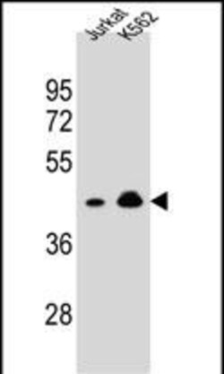 Invitrogen OR10A4 Polyclonal Antibody 400 &mu;L; Unconjugated:Antibodies,