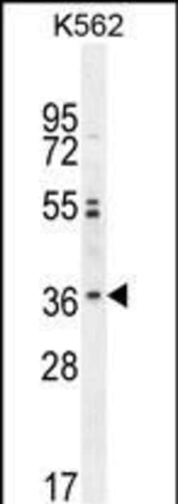 Invitrogen OR2M3 Polyclonal Antibody 400 &mu;L; Unconjugated:Antibodies,