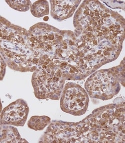 Invitrogen WDR41 Polyclonal Antibody 400 &mu;L; Unconjugated:Anticorps,