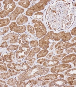 Invitrogen WDR41 Polyclonal Antibody 400 &mu;L; Unconjugated:Anticorps,