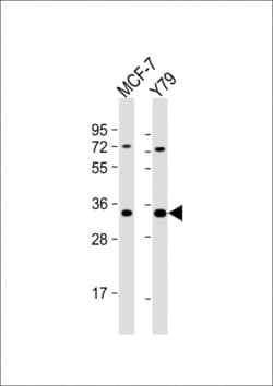 Invitrogen OR6C4 Polyclonal Antibody 400 &mu;L | Buy Online | Invitrogen&trade; | Fisher Scientific