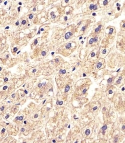 Invitrogen SLC16A11 Polyclonal Antibody 400 &mu;L; Unconjugated:Antibodies,