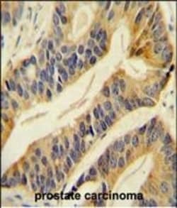 Invitrogen SLC16A11 Polyclonal Antibody 400 &mu;L; Unconjugated:Antibodies,