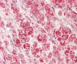 Invitrogen SLC16A11 Polyclonal Antibody 400 &mu;L; Unconjugated:Antibodies,