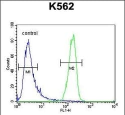 Invitrogen ATP8A2 Polyclonal Antibody 400 &mu;L; Unconjugated:Antibodies,