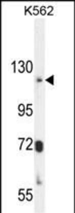 Invitrogen ATP8A2 Polyclonal Antibody 400 &mu;L; Unconjugated:Antibodies,