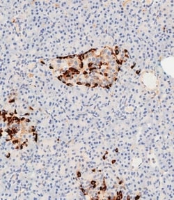 Invitrogen&trade;&nbsp;Apolipoprotein J Polyclonal Antibody