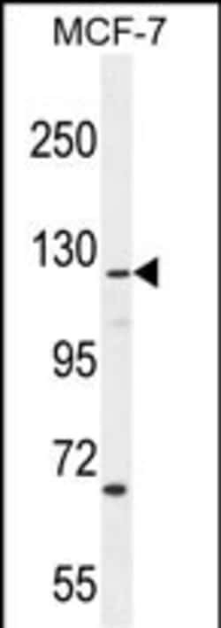 Invitrogen CASKIN2 Polyclonal Antibody 400 &mu;L; Unconjugated:Antibodies,