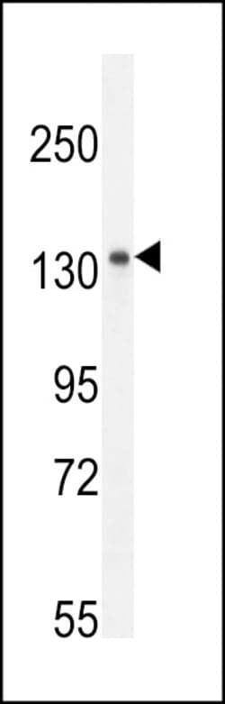 Invitrogen KIAA1199 Polyclonal Antibody 400 &mu;L; Unconjugated:Antibodies,