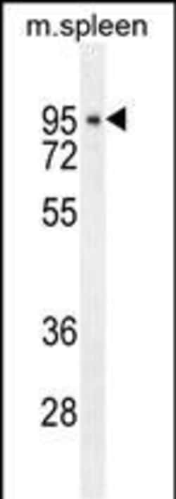 Invitrogen DTL Polyclonal Antibody 400 μL; Unconjugated:Antibodies,