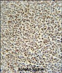 Invitrogen ZC3H12A Polyclonal Antibody 400 &mu;L; Unconjugated:Antibodies,