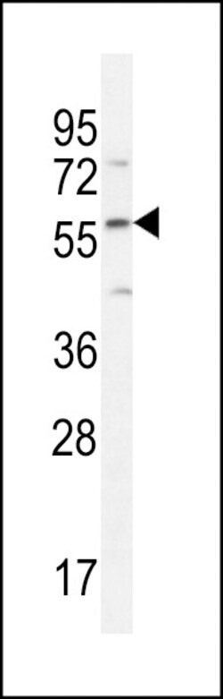 Invitrogen DMP4 Polyclonal Antibody 400 &mu;L; Unconjugated:Antibodies,