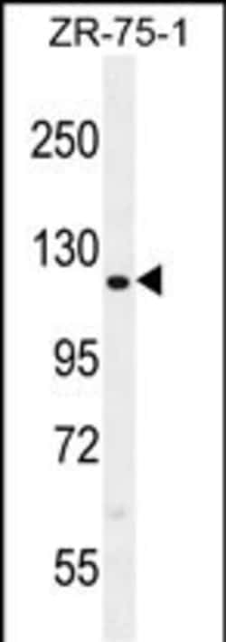 Invitrogen CCD33 Polyclonal Antibody 400 &mu;L; Unconjugated:Antibodies,