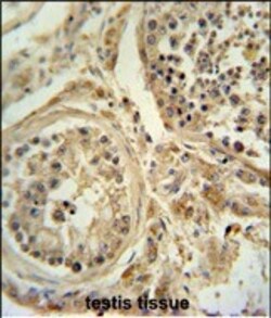 Invitrogen POC1B Polyclonal Antibody 400 &mu;L | Buy Online | Invitrogen&trade; | Fisher Scientific