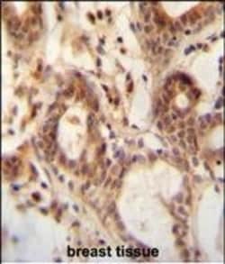 Invitrogen NUDT15 Polyclonal Antibody 400 &mu;L; Unconjugated:Antibodies,