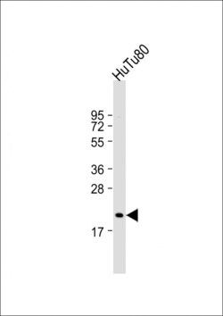 Invitrogen NUDT15 Polyclonal Antibody 400 &mu;L; Unconjugated:Antibodies,