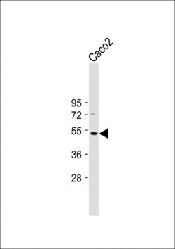 Invitrogen OTUD3 Polyclonal Antibody 400 &mu;L; Unconjugated:Antibodies,