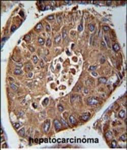 Invitrogen SDHAF3 Polyclonal Antibody 400 &mu;L; Unconjugated:Antibodies,