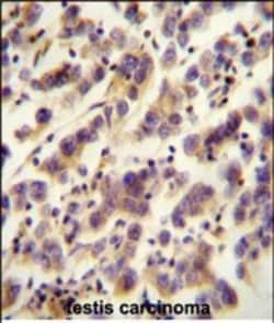 Invitrogen OR1J4 Polyclonal Antibody 400 &mu;L; Unconjugated:Antibodies,