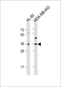 Invitrogen OR1J4 Polyclonal Antibody 400 &mu;L; Unconjugated:Antibodies,