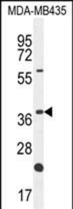 Invitrogen OR6V1 Polyclonal Antibody 400 &mu;L; Unconjugated:Antibodies,