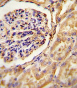 Invitrogen GNAT2 Polyclonal Antibody 400 &mu;L; Unconjugated:Antibodies,