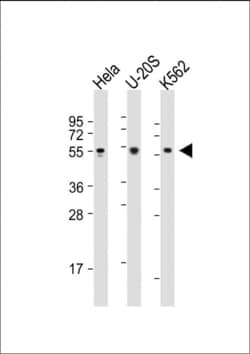 Invitrogen AIRE Polyclonal Antibody 400 &mu;L; Unconjugated:Antibodies,
