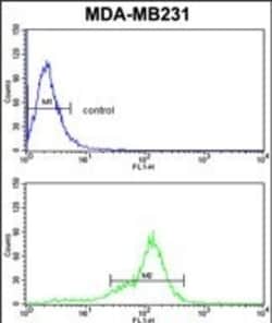 Invitrogen BCL2A1 Polyclonal Antibody 400 &mu;L; Unconjugated:Antibodies,