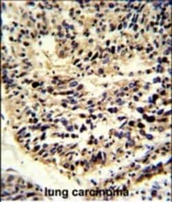 Invitrogen BCL2A1 Polyclonal Antibody 400 &mu;L; Unconjugated:Antibodies,