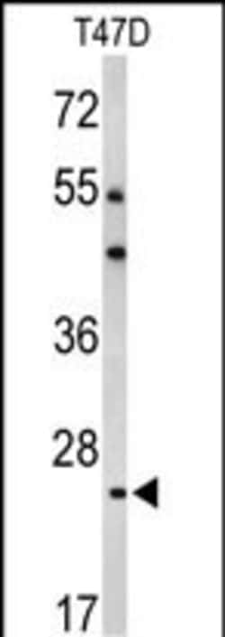 Invitrogen BCL2A1 Polyclonal Antibody 400 &mu;L; Unconjugated:Antibodies,