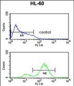Invitrogen eIF4E Polyclonal Antibody 400 μL; Unconjugated:Antibodies,