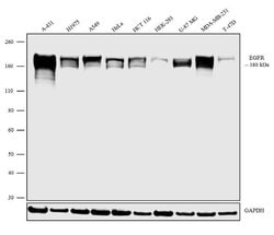 Invitrogen EGFR Polyclonal Antibody 400 &mu;L; Unconjugated:Antibodies,