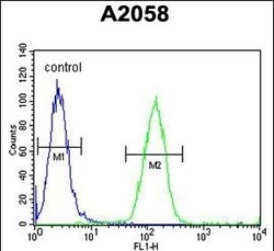 Invitrogen FOXC2 Polyclonal Antibody 400 &mu;L | Buy Online | Invitrogen&trade; | Fisher Scientific