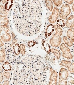 Invitrogen GLS2 Polyclonal Antibody 400 &mu;L; Unconjugated:Antibodies,