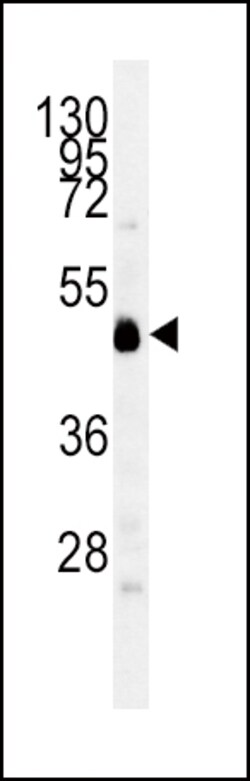Invitrogen IDO Polyclonal Antibody 400 &mu;L; Unconjugated:Anticuerpos