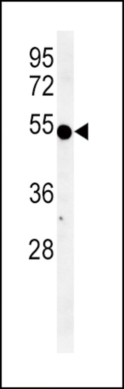 Invitrogen IDO Polyclonal Antibody 400 &mu;L; Unconjugated:Anticuerpos
