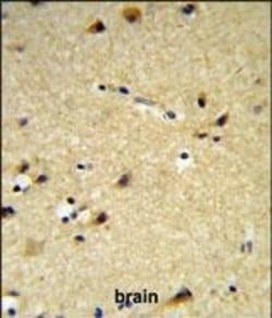 Invitrogen&trade;&nbsp;CYP26A1 Polyclonal Antibody