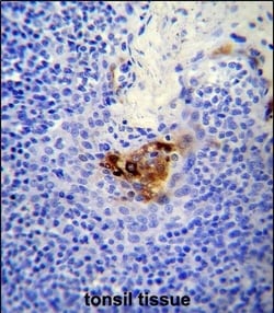 Invitrogen CD146 Polyclonal Antibody 400 μL; Unconjugated:Antibodies,