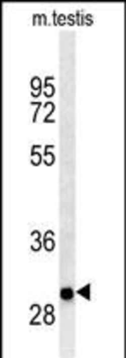 Invitrogen ITGB1BP3 Polyclonal Antibody 400 &mu;L; Unconjugated:Antibodies,