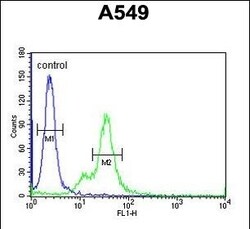 Invitrogen M6PR Polyclonal Antibody 400 &mu;L; Unconjugated:Antibodies,