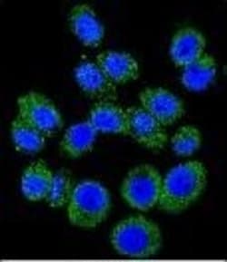 Invitrogen M6PR Polyclonal Antibody 400 &mu;L; Unconjugated:Antibodies,
