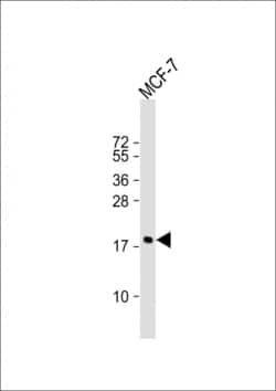 Invitrogen Cofilin Polyclonal Antibody 400 &mu;L; Unconjugated:Antibodies,