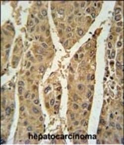 Invitrogen PRDX6 Polyclonal Antibody 400 &mu;L; Unconjugated:Antibodies,