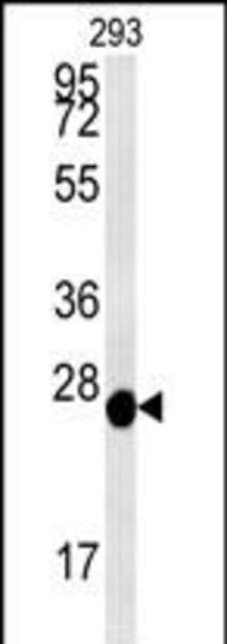 Invitrogen PRDX6 Polyclonal Antibody 400 &mu;L; Unconjugated:Antibodies,