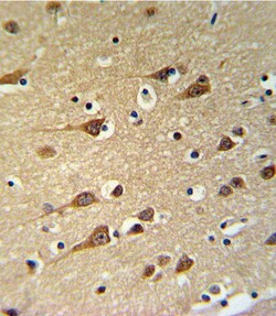 Invitrogen GOT1 Polyclonal Antibody 400 &mu;L; Unconjugated:Antibodies,