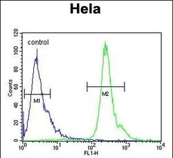 Invitrogen PNPLA8 Polyclonal Antibody 400 &mu;L; Unconjugated:Antibodies,
